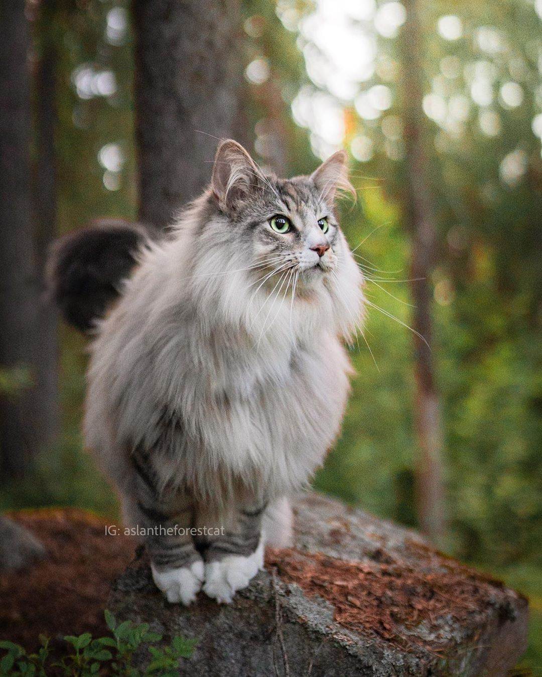 10 удивительных фактов о норвежской лесной кошке