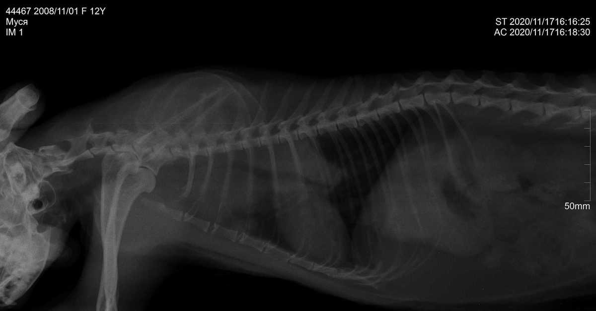 Диагностика и лечение рака молочной железы у кошек и собак в рф