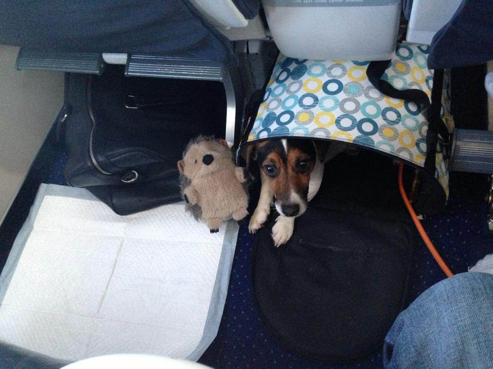 Как перевезти собаку в самолете