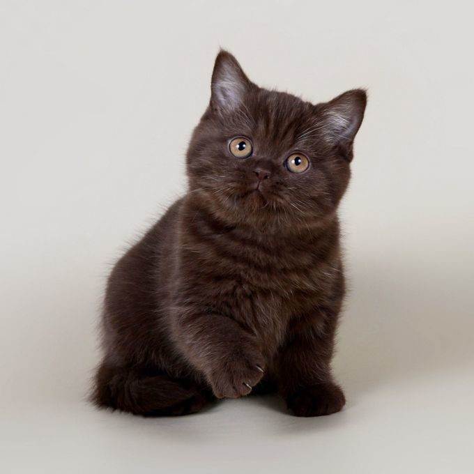 Пушистый деликатес: особенности породы йоркская шоколадная кошка