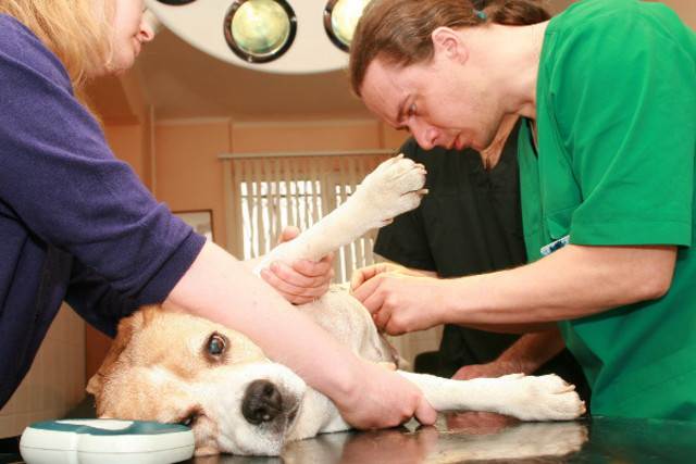 Кастрация собак: показания, подготовка и проведение операции, уход после процедуры - animallist.ru