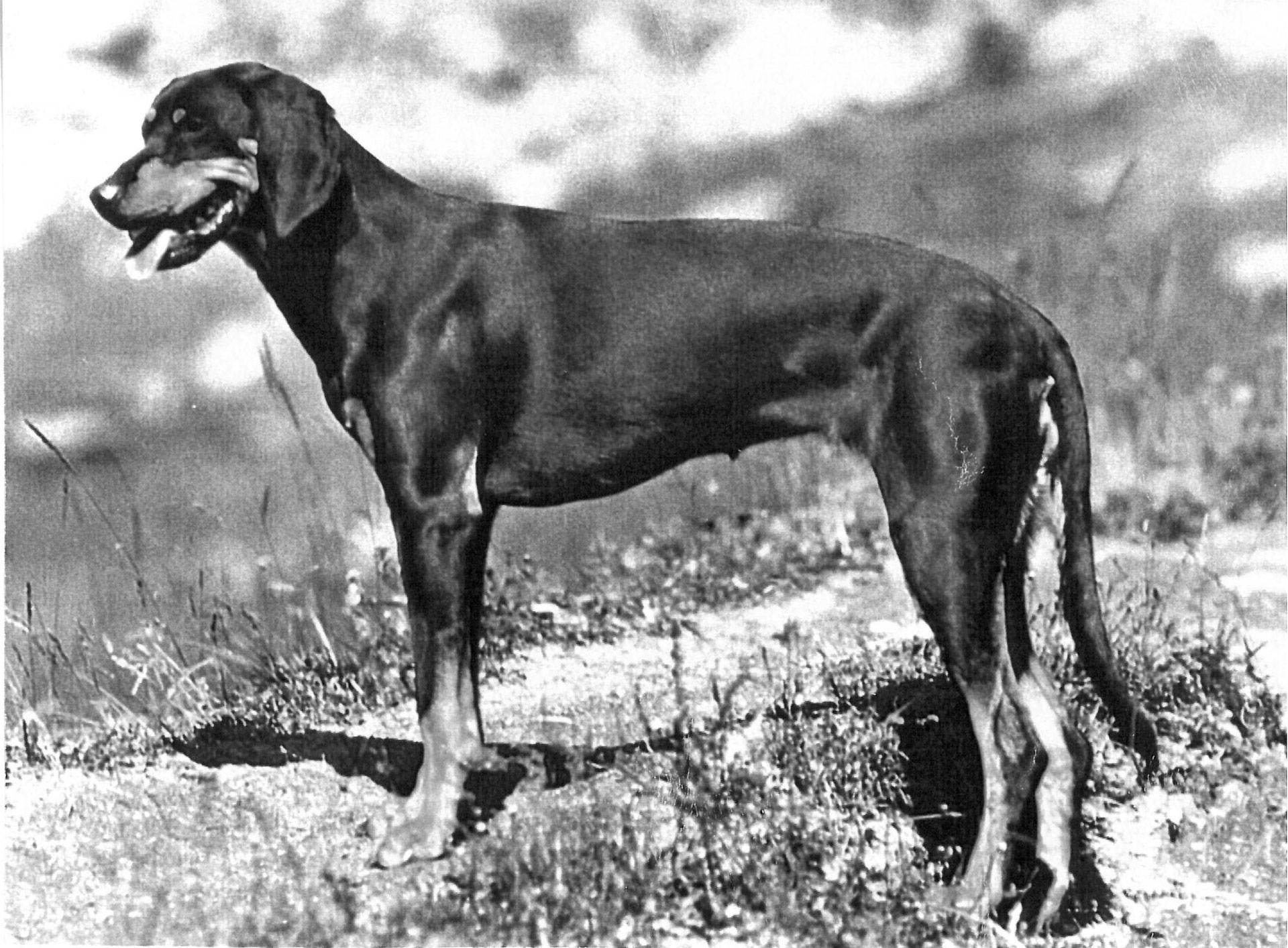 Австрийская гончая — фото, описание породы собак, особенности