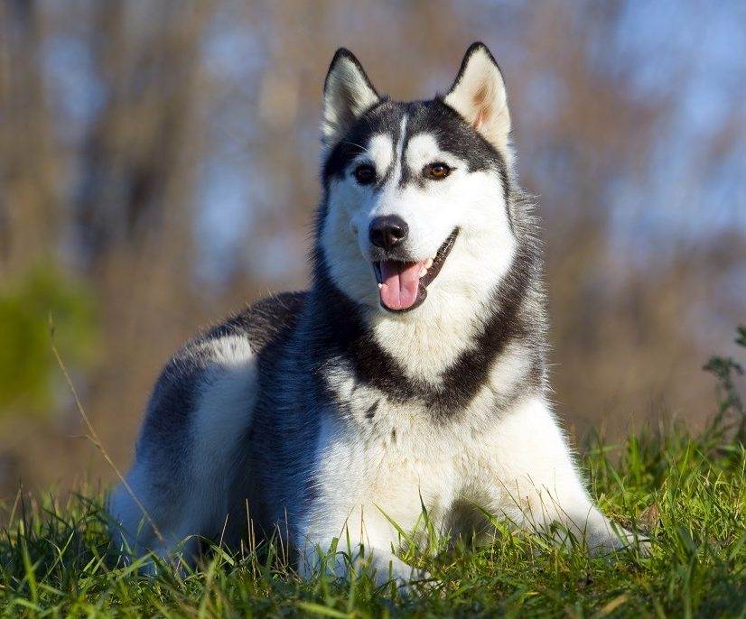 Сибирский хаски - все о собаке, минусы и плюсы породы, фото