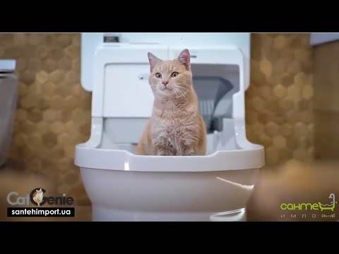 Биотуалет для кошки — рейтинг лучших закрытых туалетов с подробным описанием принципов работы