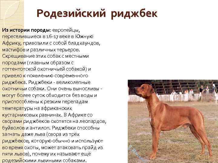 Тайский риджбек — собака охотничьего назначения