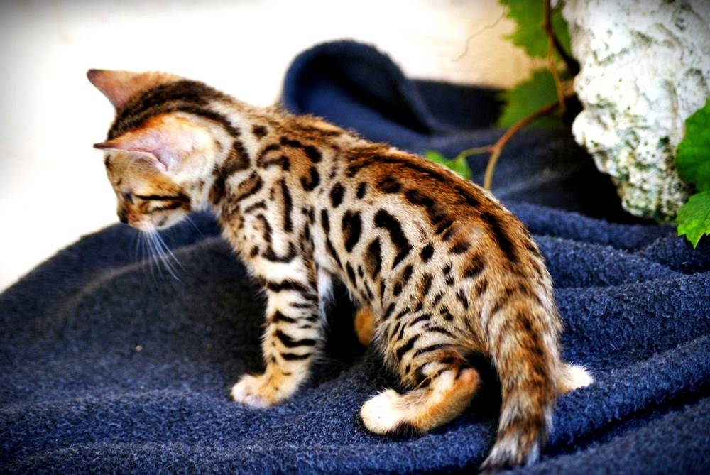 Бенгальская кошка - происхождение, особенности поведения и содержание | породы кошек