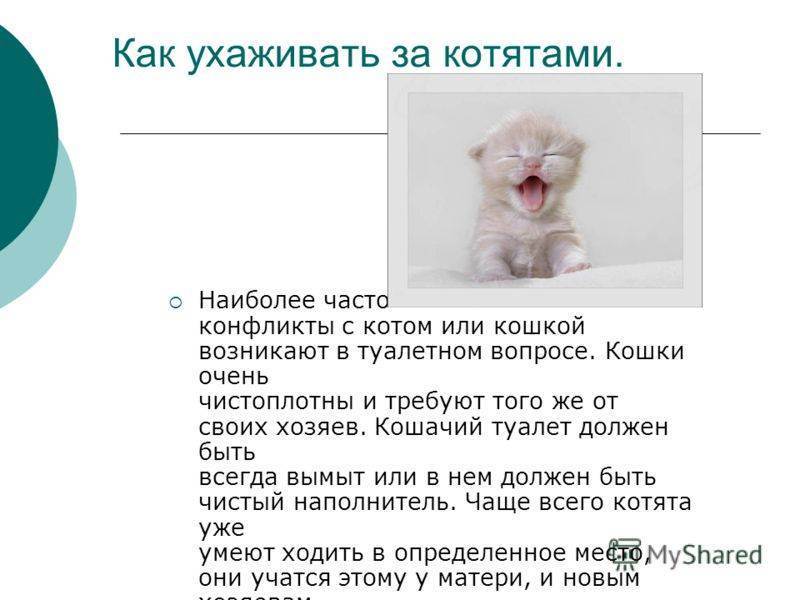 Как ухаживать за новорожденными котятами?