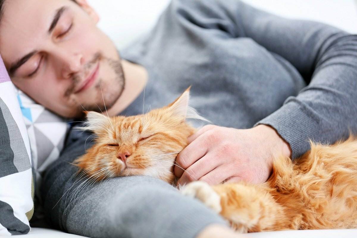 Если кошка спит с хозяином в одной постели, это что-то означает