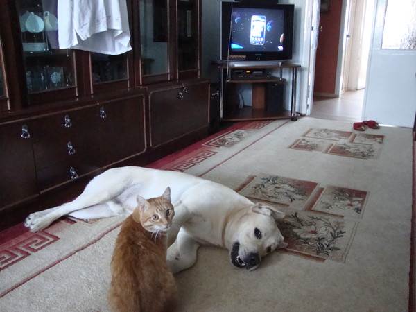 Кошка и собака в доме: как подружить их между собой