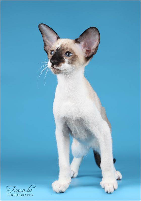 Сейшельская кошка: история, характер и внешний вид | ваши питомцы
