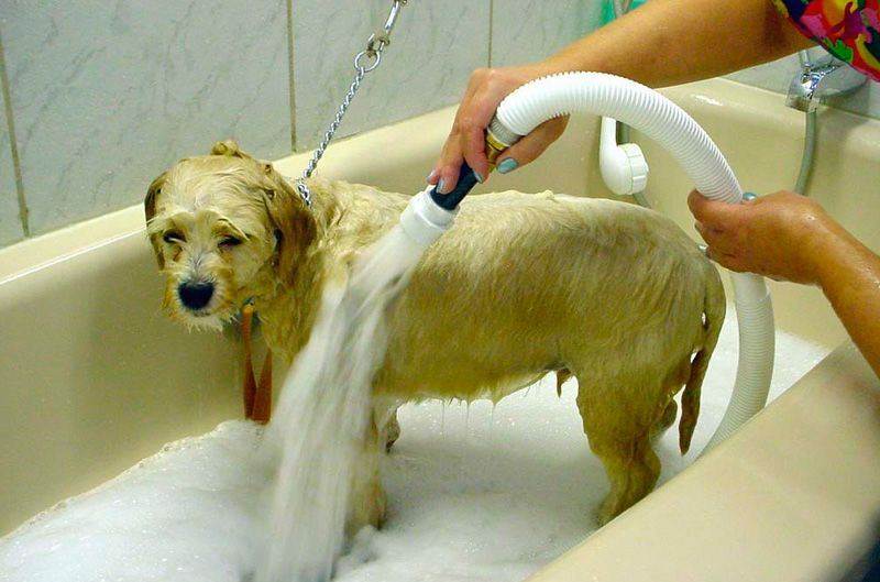 Как правильно мыть собаку