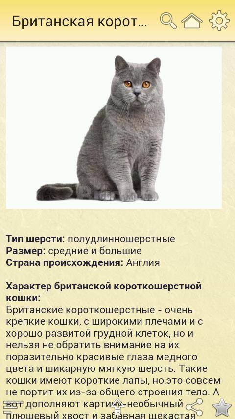 Британская кошка: фото, описание породы, характер, здоровье, уход и содержание
