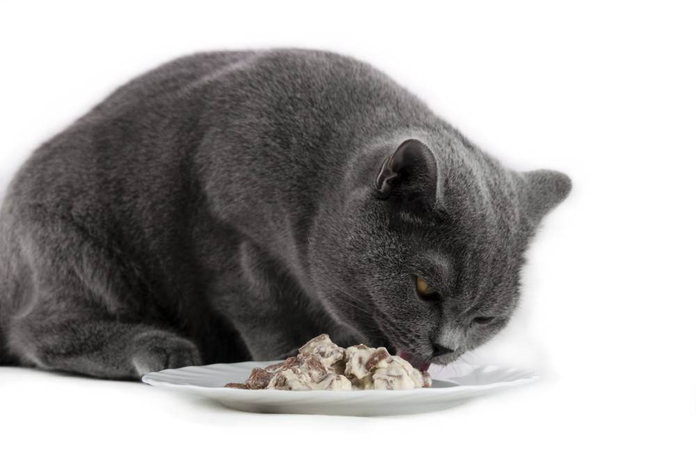 Каким кормом лучше кормить британского котенка: советы и рекомендации | ваши питомцы