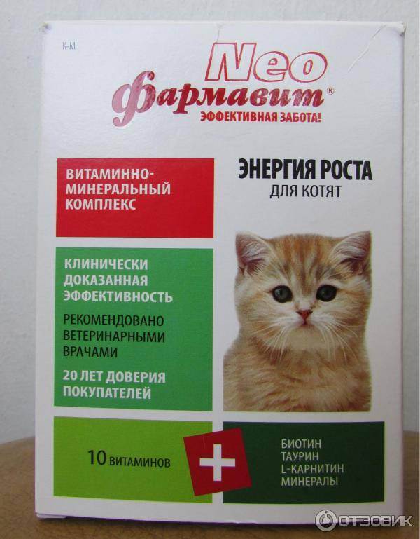 Правильные витамины для кошек и собак