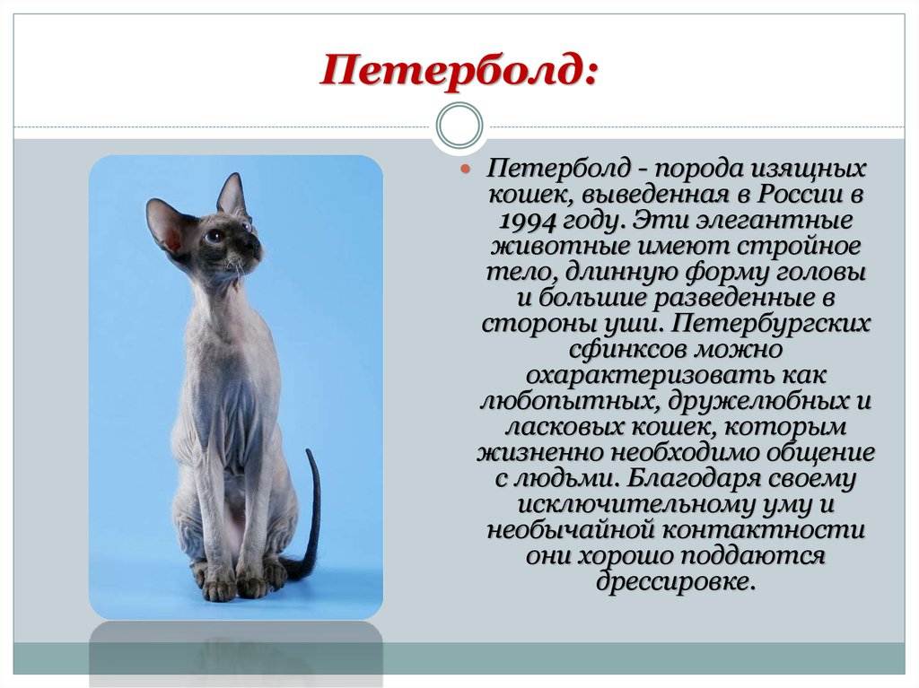 Кошки с кисточками на ушах: порода, фото, характер, описание, уход.