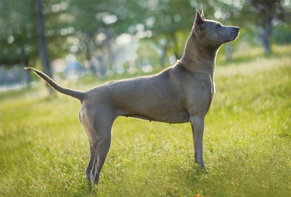 Самые редкие породы собак: топ-10