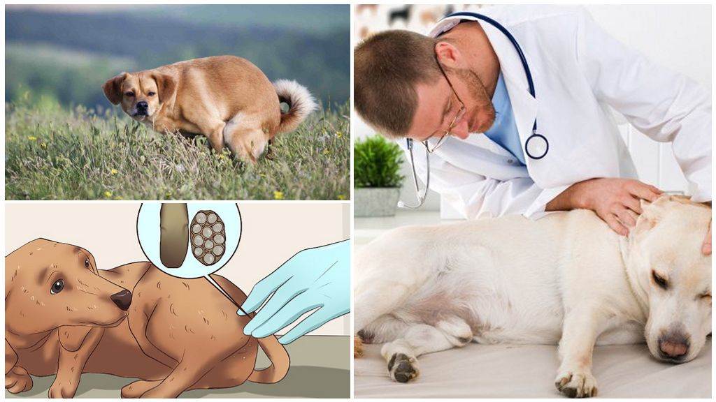 Глисты у собак - причины, симптомы, лечение и профилактика