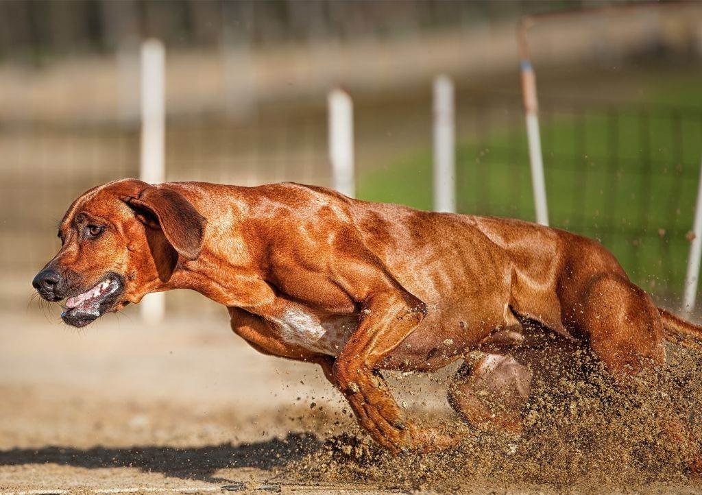 Самая сильная собака в мире по боям: топ 10