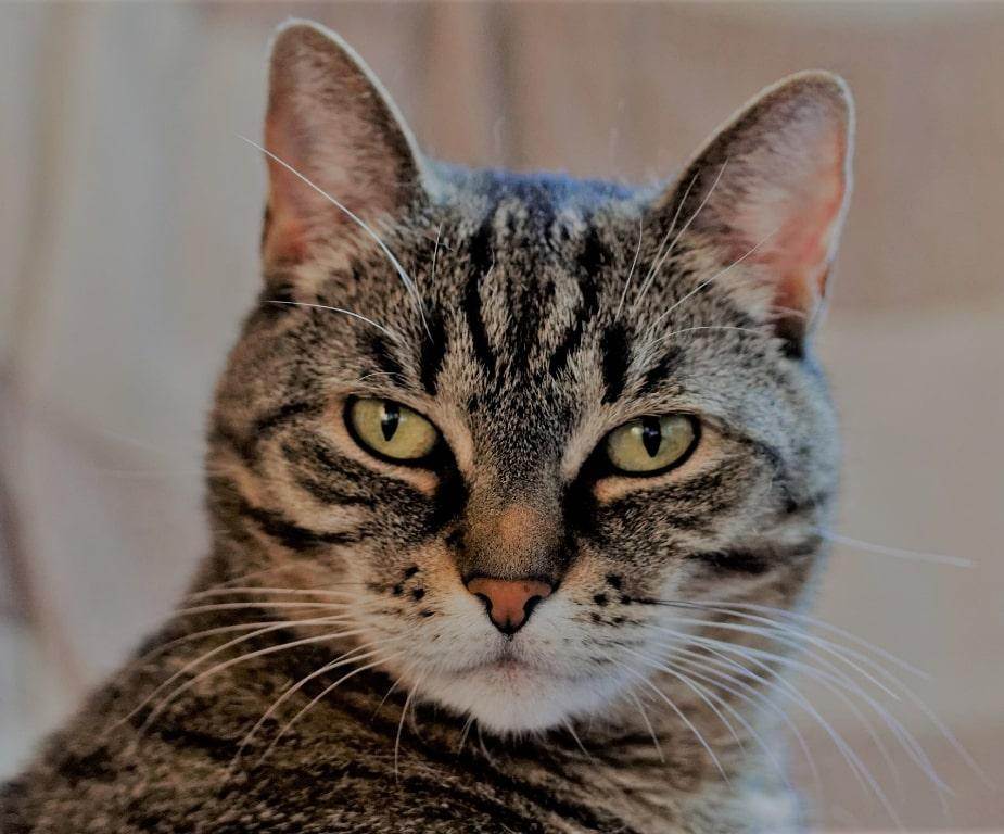 Описание и фото азиатской табби, стандарт породы короткошерстных кошек, особенности содержания