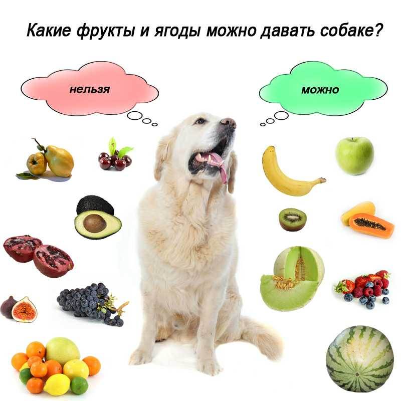 Какие овощи и фрукты можно давать собаке