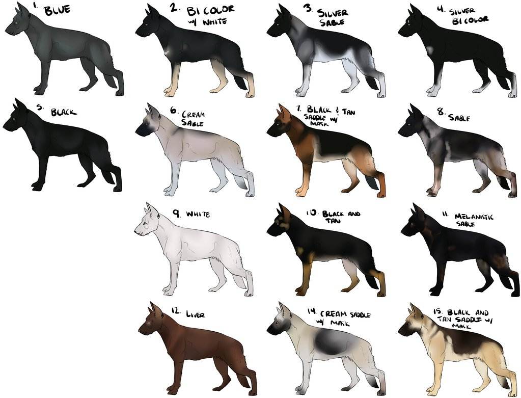 Как узнать породу собак: по внешнему виду щенка, характеру, как определить — породистая или нет