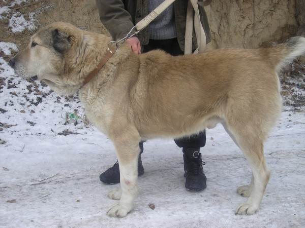 Характеристика породы среднеазиатских овчарок: особенности породы собак алабай