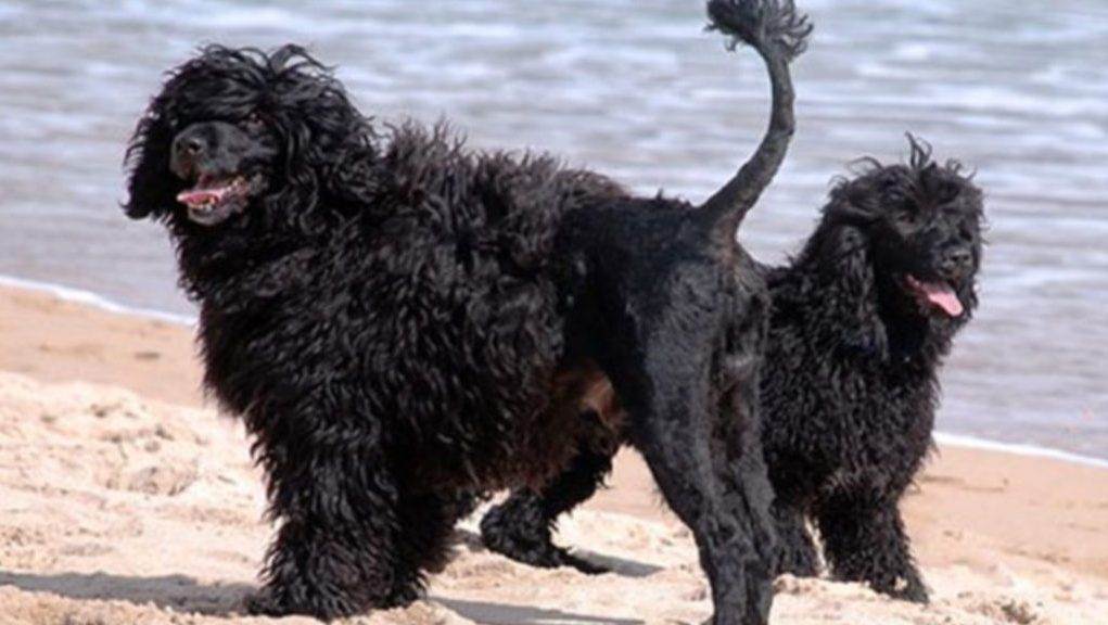 Описание португальской водяной собаки
