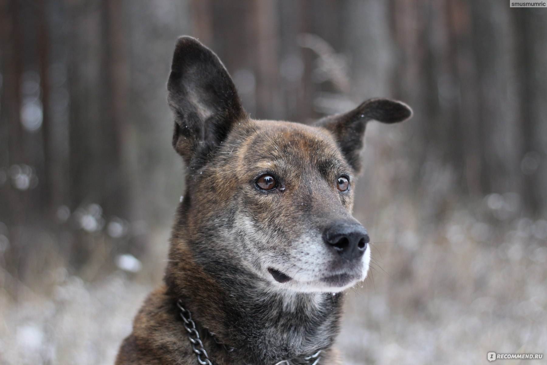 Кто лучше: породистые собаки или дворняги? | dogkind.ru