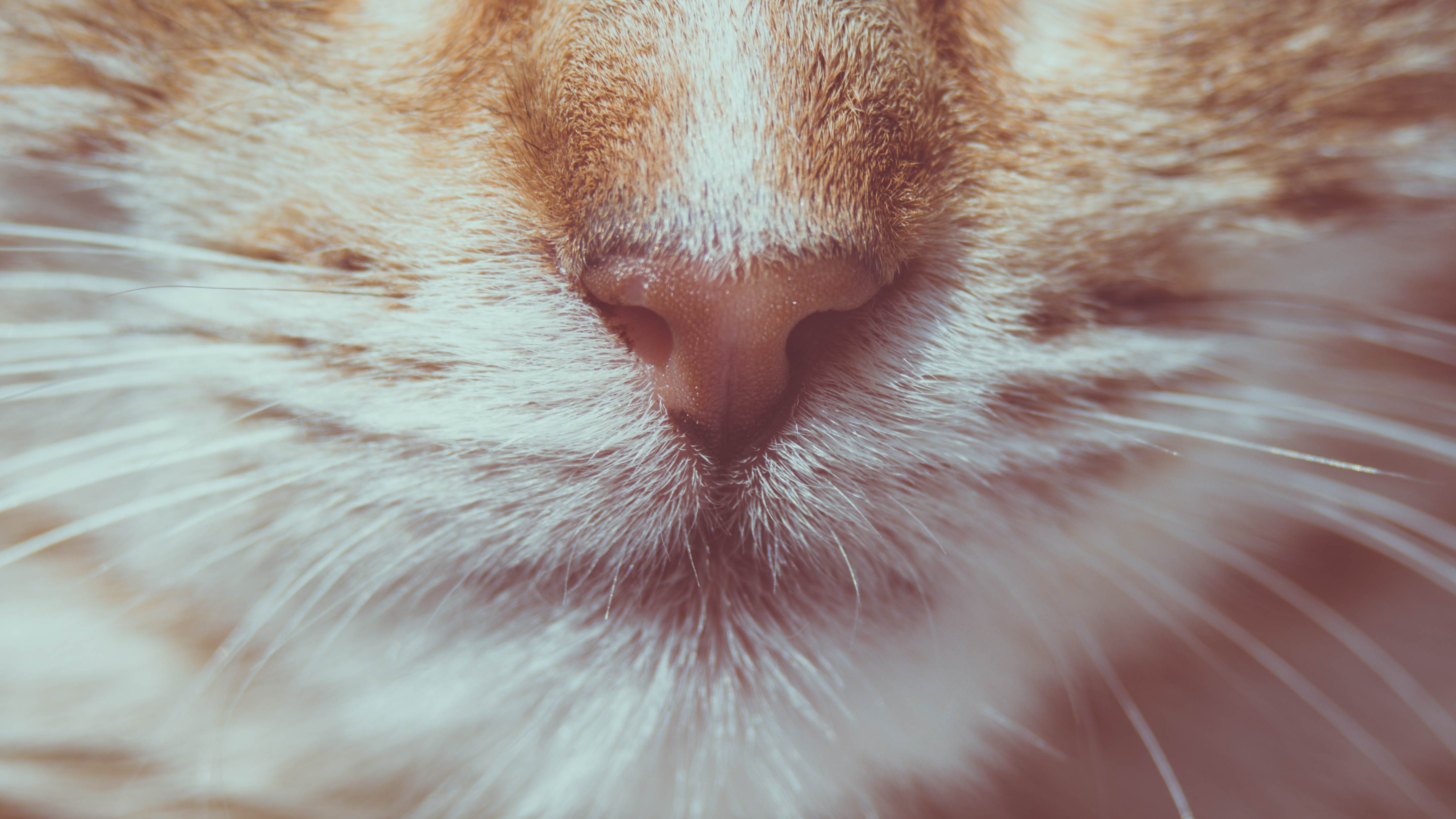 Почему у кота ломаются усы? основные причины, секущехся усов- советы