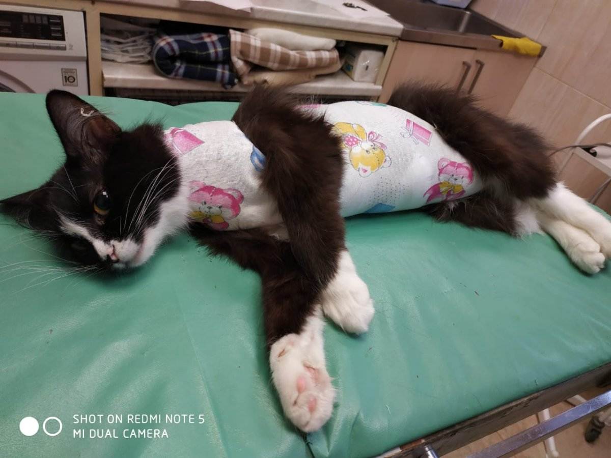 Пиометра у кошек: лечение без операции