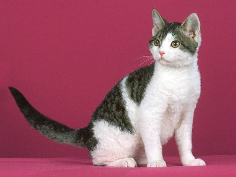 Порода кошки американская жесткошерстная: характеристики, фото, характер, правила ухода и содержания - petstory