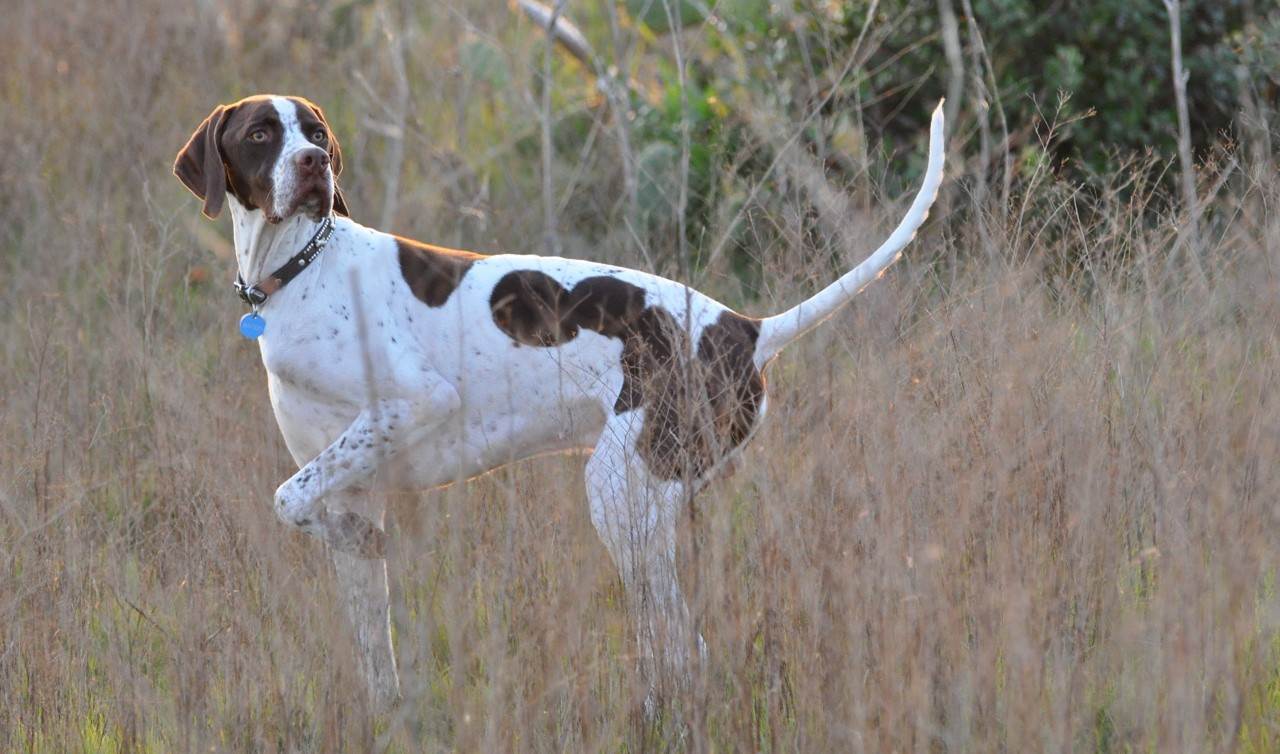 Английский пойнтер – фото собаки, описание характера пойнтера и характеристика породы