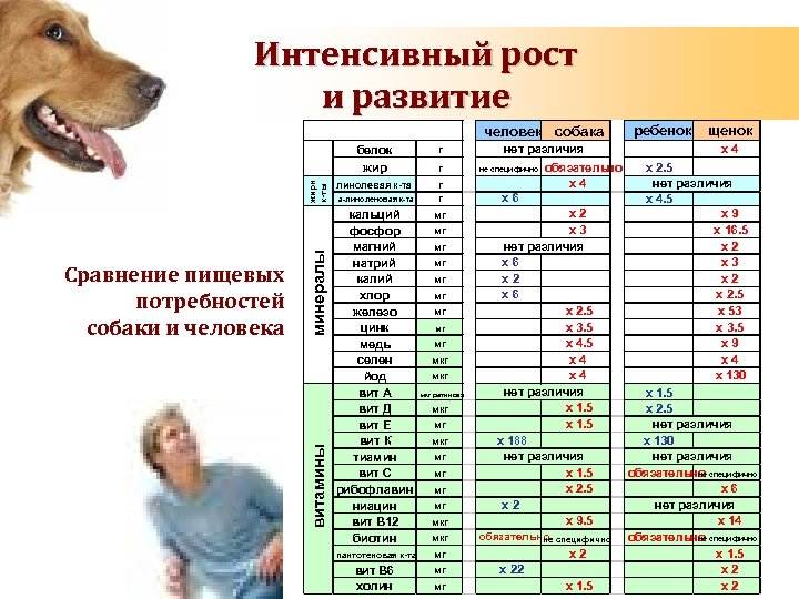 Продолжительность жизни собак в домашних условиях :: syl.ru
