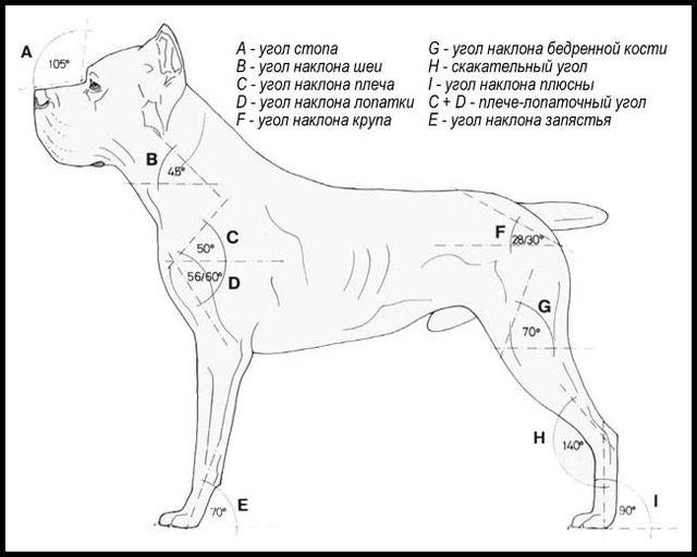 Собаки кане корсо: описание и характеристика итальянской породы, воспитание щенка, уход и кормление