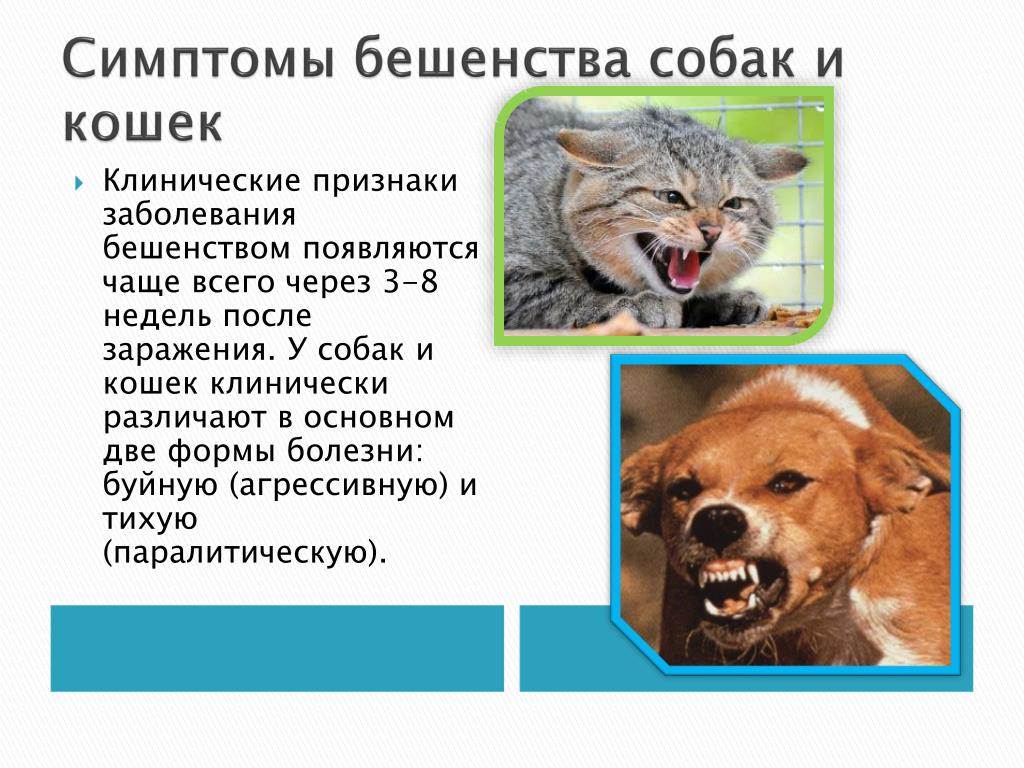 Бешенство у собак: симптомы и признаки, формы течения, опасность для человека, существует ли лечение бешенства у собак