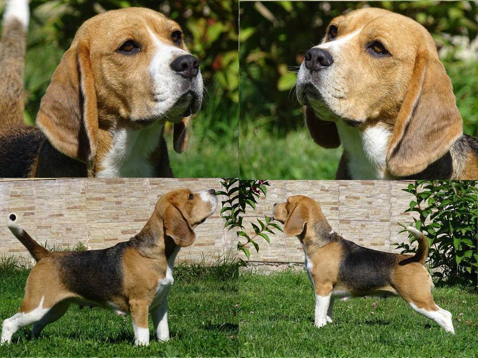 Бигль-харьер: характеристики породы собаки, фото, характер, правила ухода и содержания