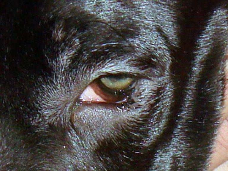 Почему у собаки слезятся глаза: чем промывать, лечение.