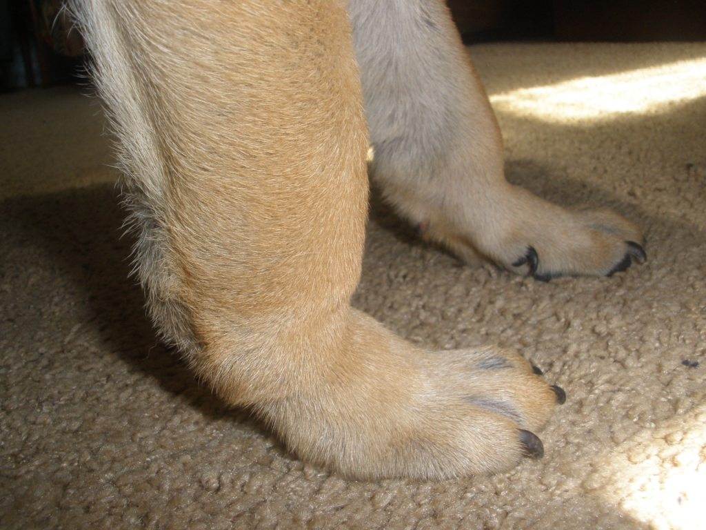 Болезни лап у собак: породные особенности, заболевания передних или задних лап, когтей, подушечек, суставов, симптомы и лечение