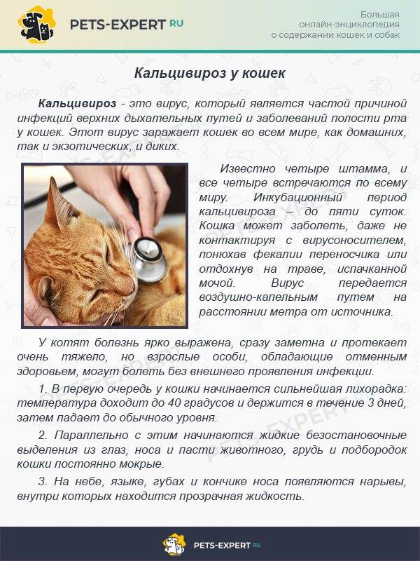Подкожный клещ у кошек и способы лечения