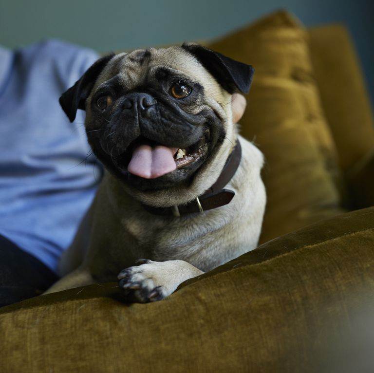14 пород собак, которые идеально подходят для ленивых людей