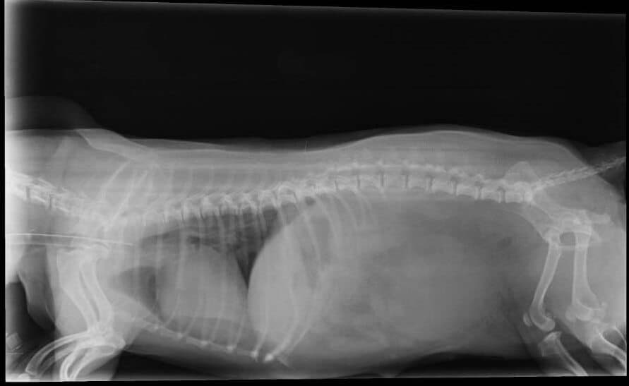 Болезнь межпозвоночных дисков у собак - ветеринарный центр «прайд»