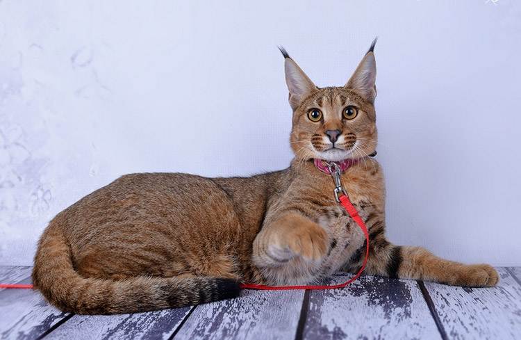 Породы кошек с кисточками на ушах — список, характеристика и фото