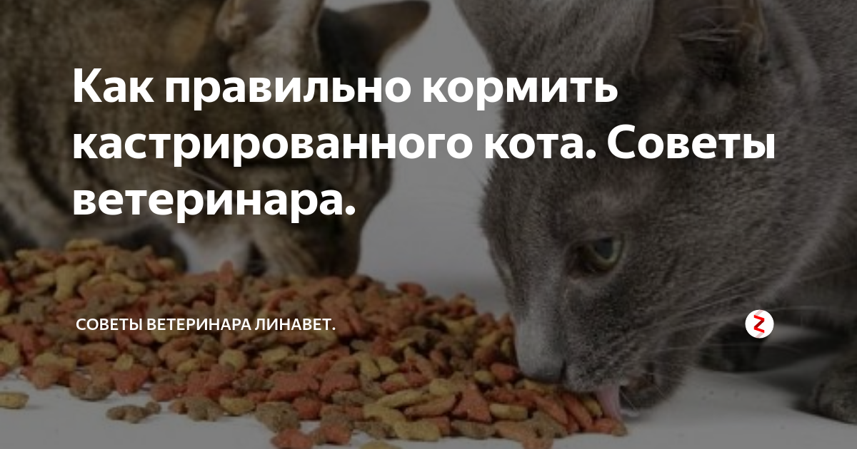 Чем кормить кастрированных котов: правила кормления