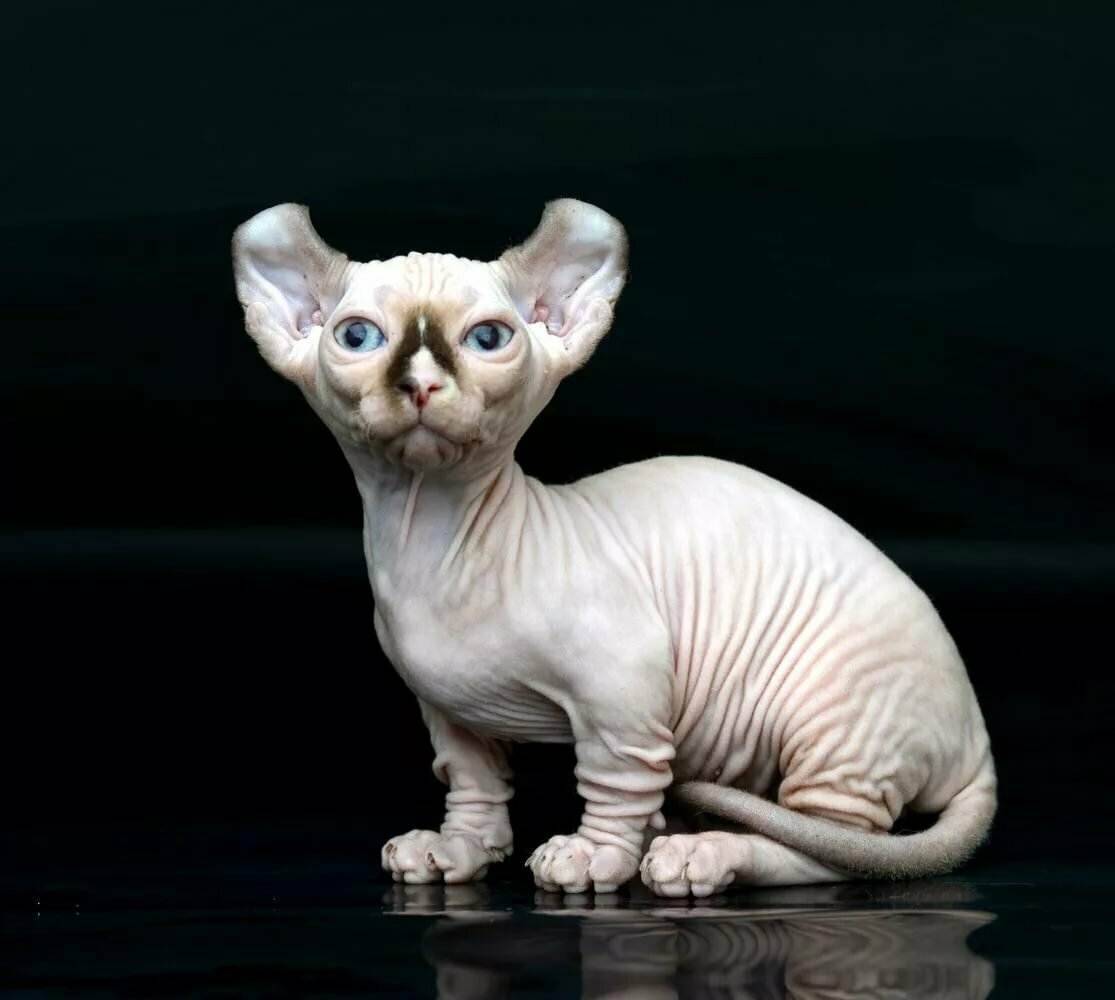 Лысая порода карликовых кошек бамбино: как выглядят кошки породы бамбино? подробности ухода +видео