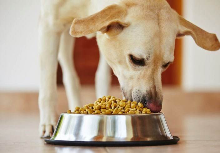 Почему нельзя кормить собаку едой со стола | hill's