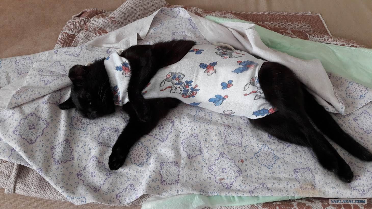 ᐉ кот не пьет воду после кастрации — как поить кошку после стерилизации - zoo-mamontenok.ru
