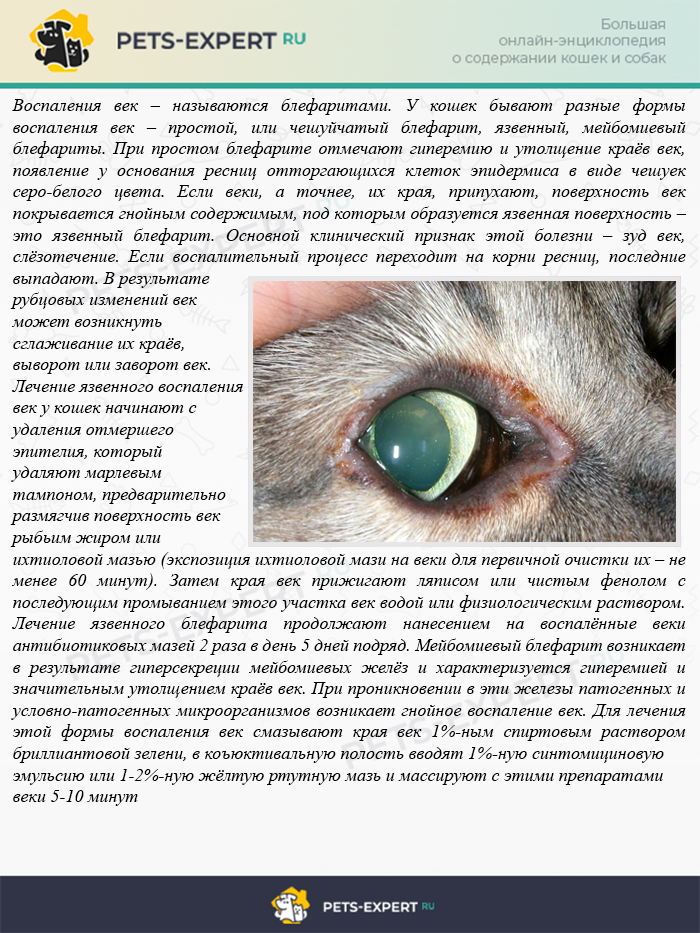 Демодекоз кошек: симптомы, лечение и профилактика