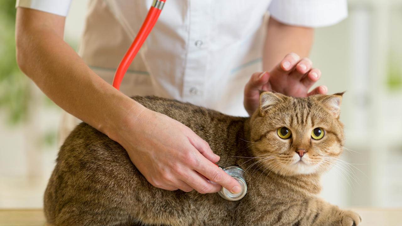 Инфаркт у кошек: симптомы и лечение, профилактика и причины появления
