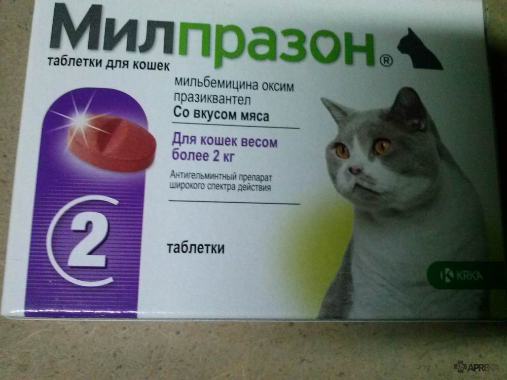 Антибиотики для кошек и собак