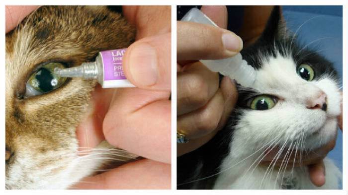 Симптомы и лечение конъюнктивита у кошек | муркоша